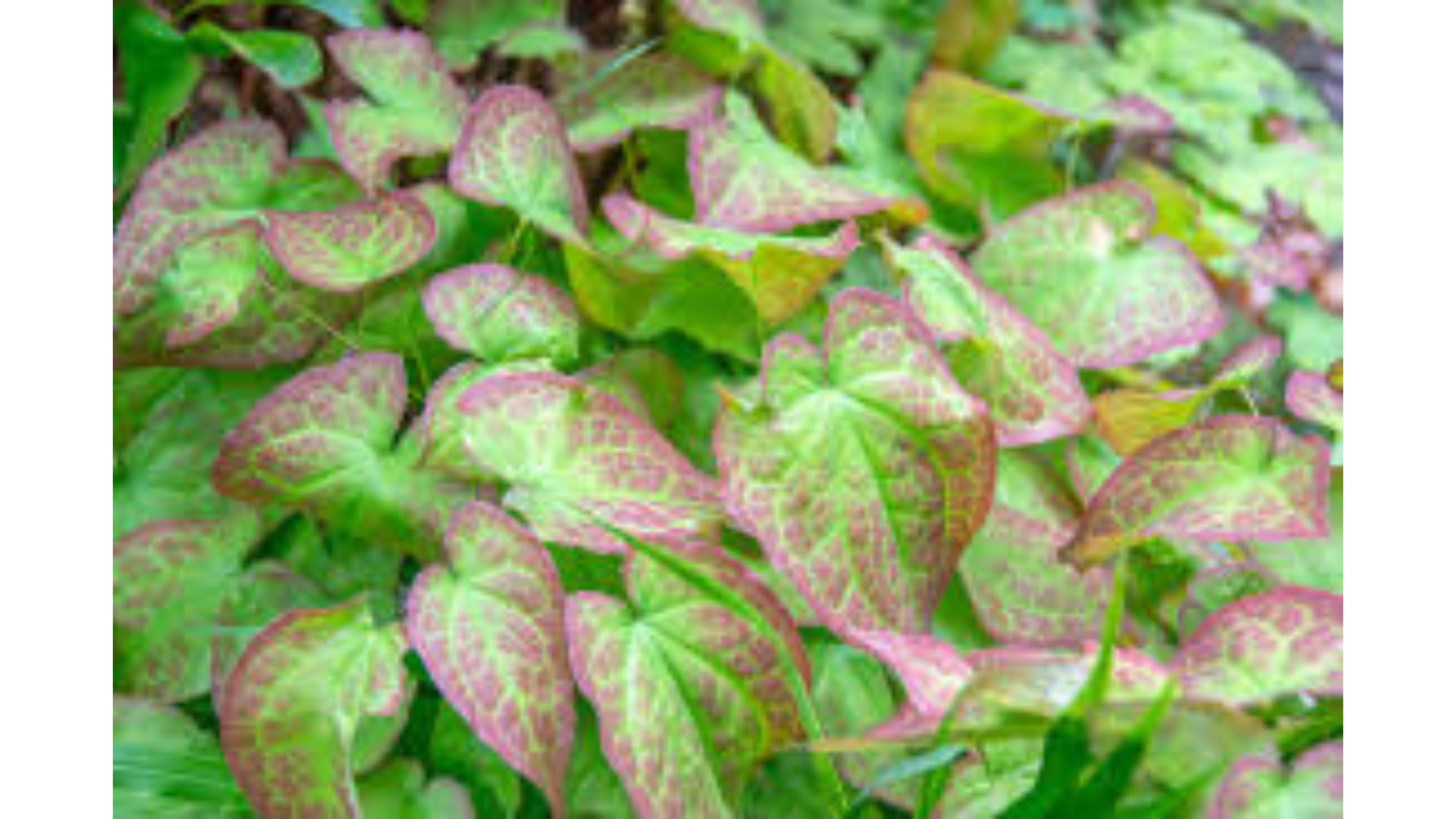 Horny Goat Weed - Natural Male Enhancement Ingredient